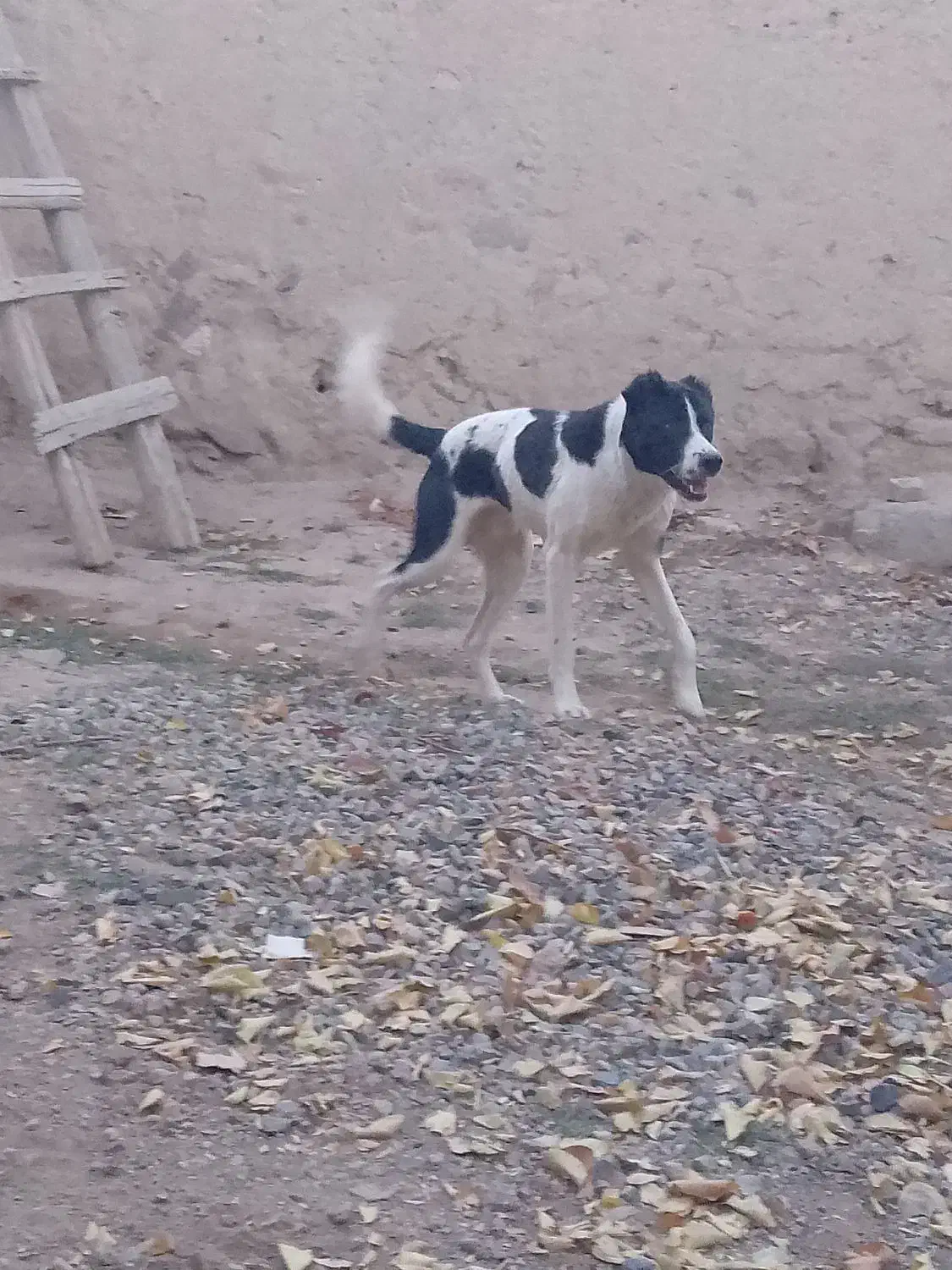 واگذاری سرابی|سگ|بستان آباد, |دیوار