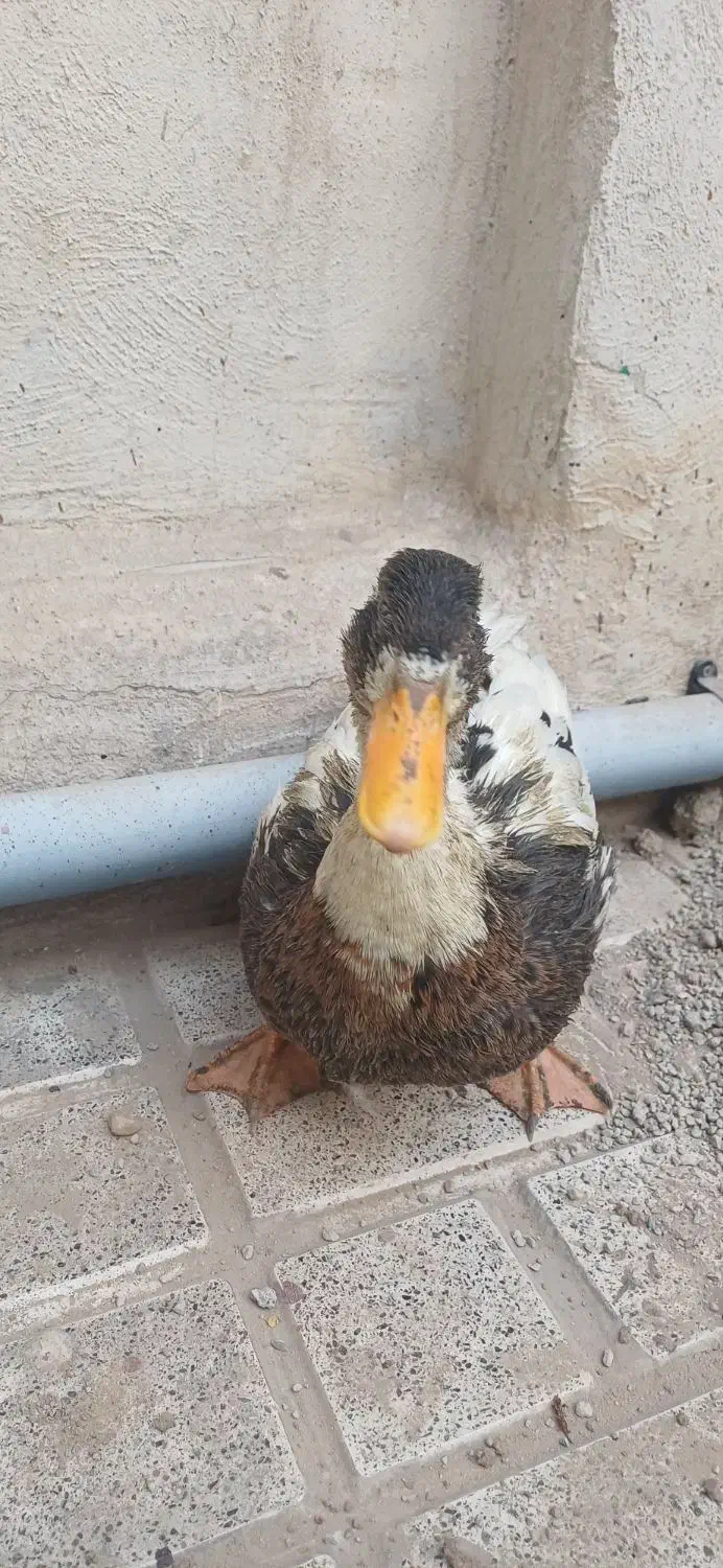 اردک بالغ ۱۰ ماهه|حیوانات مزرعه|تهران, آهنگران (سراسیاب دولاب)|دیوار