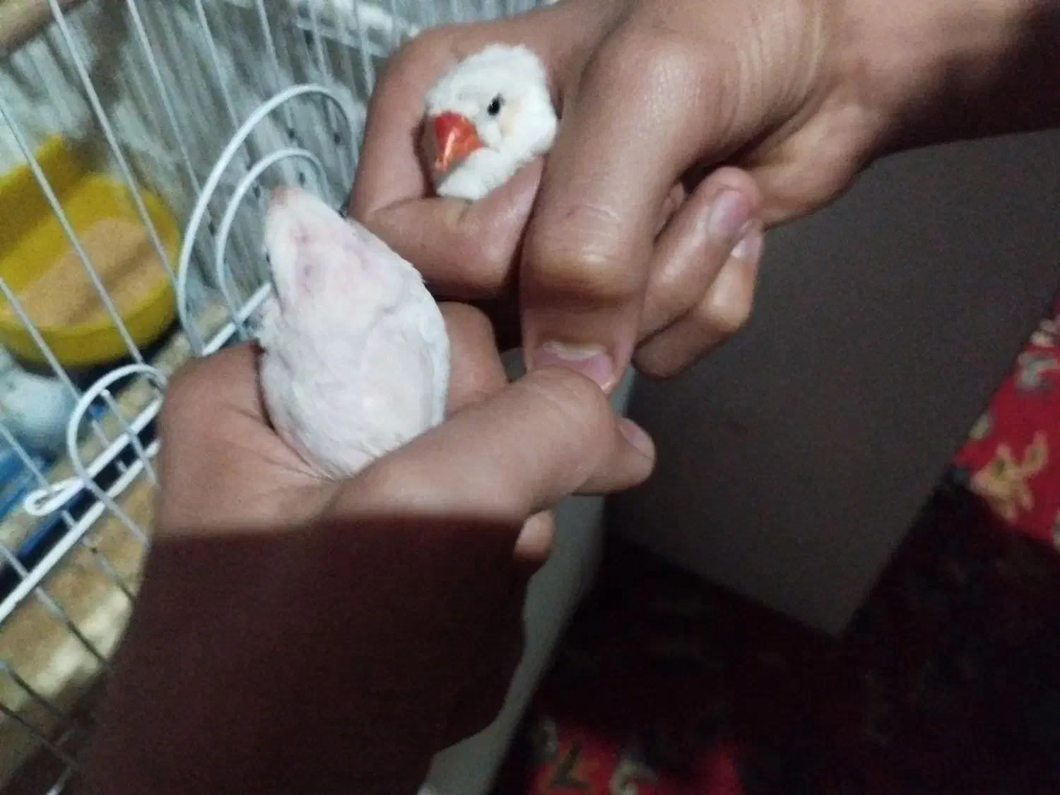 فنچ جفت|پرنده|بندر امام خمینی, |دیوار