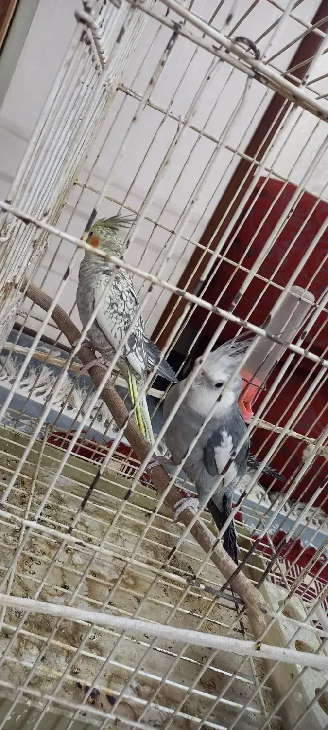 یک جفت عروس هلندی|پرنده|خمینی‌شهر, |دیوار