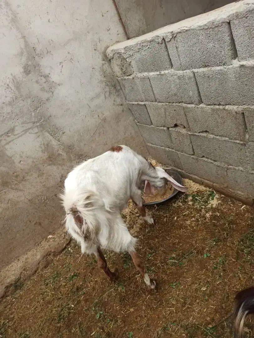 بز.|حیوانات مزرعه|بمپور, |دیوار