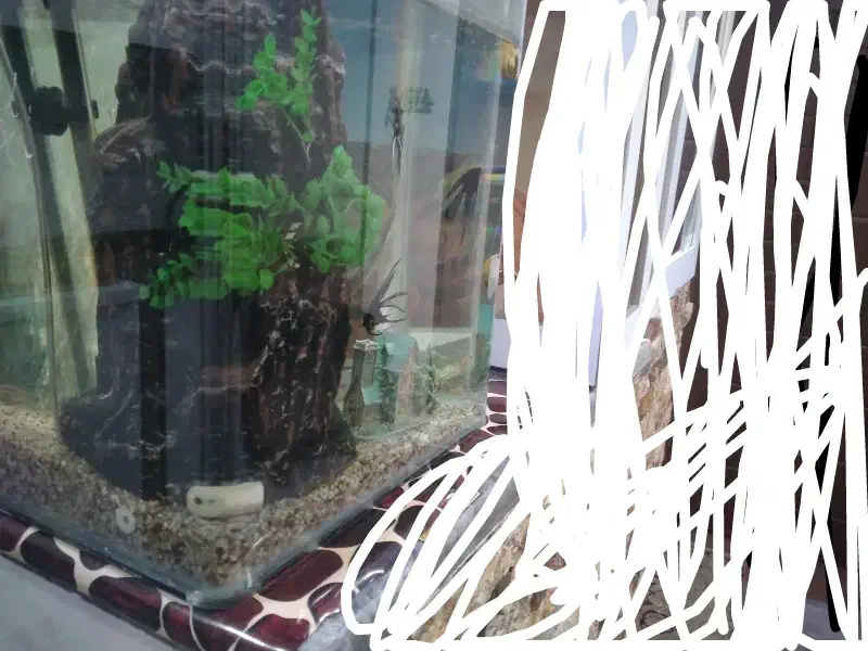 اکواریوم|ماهی|ابهر, |دیوار