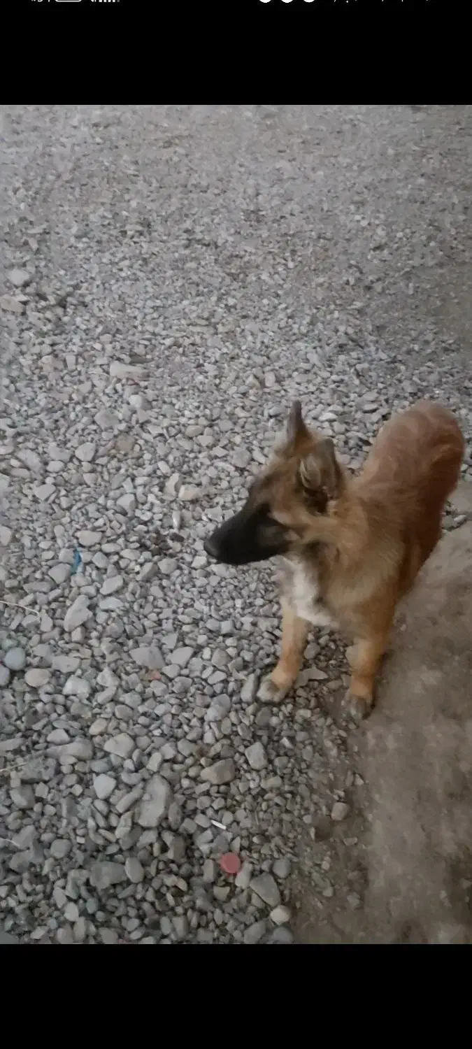 سگ ژرمن|سگ|زرند, |دیوار