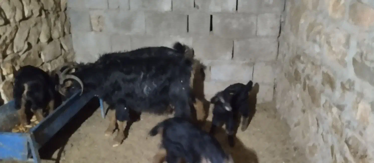 بز و بزغاله|حیوانات مزرعه|جوانرود, |دیوار