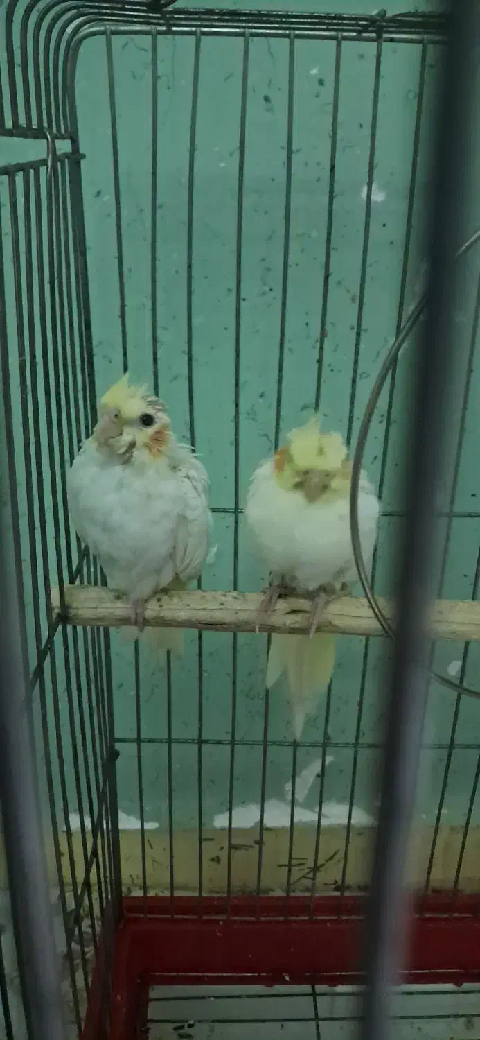 عروس هلندی ۲ ماهه|پرنده|دزفول, |دیوار