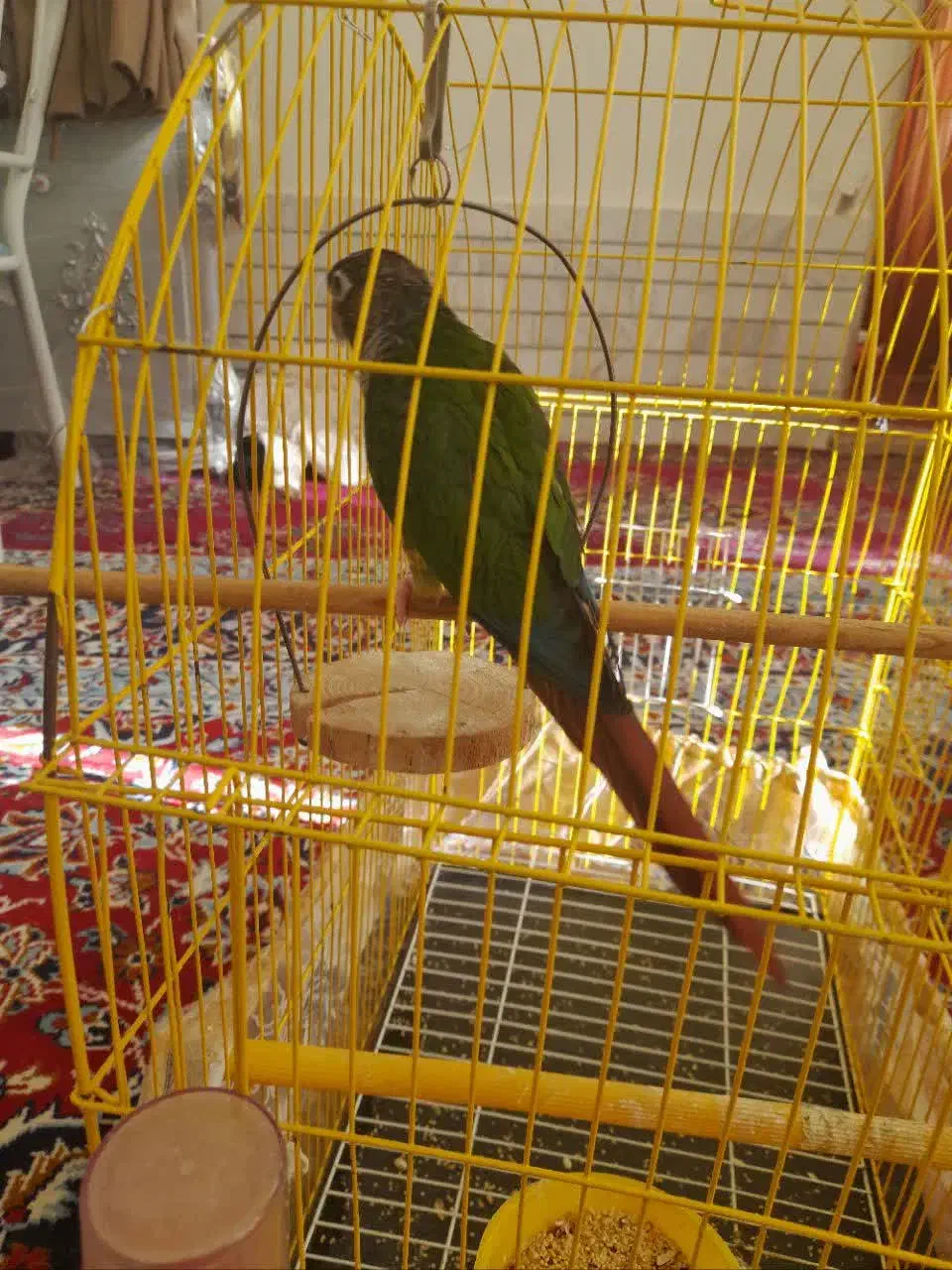 طوطی گرینچیک فول دستی|پرنده|مشهد, انقلاب|دیوار