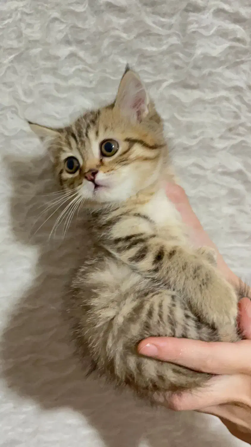 بریتیش تبی گلد|گربه|تهران, دانشگاه شریف|دیوار