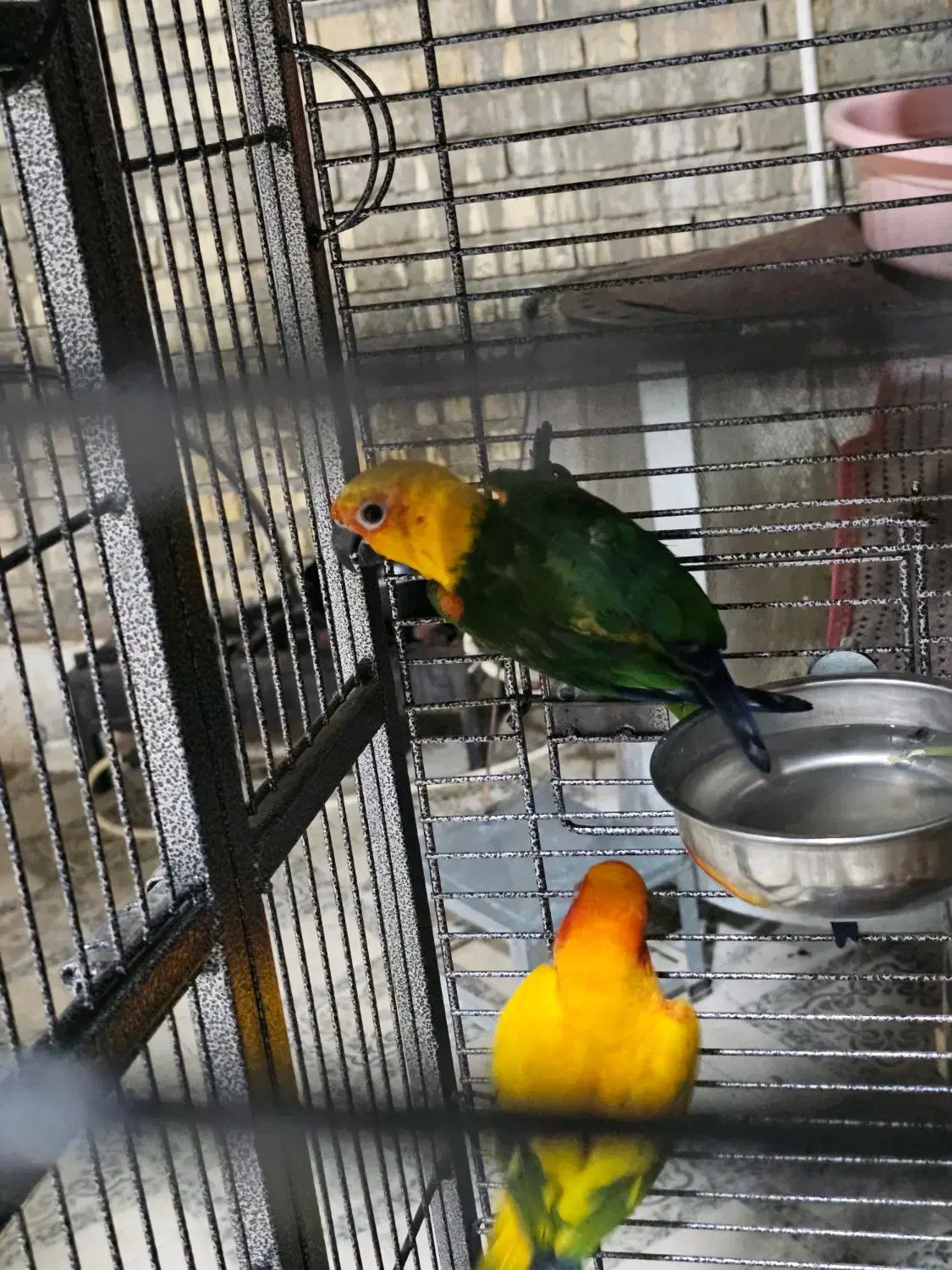 طوطی خورشیدی شرطی|پرنده|سوسنگرد, |دیوار