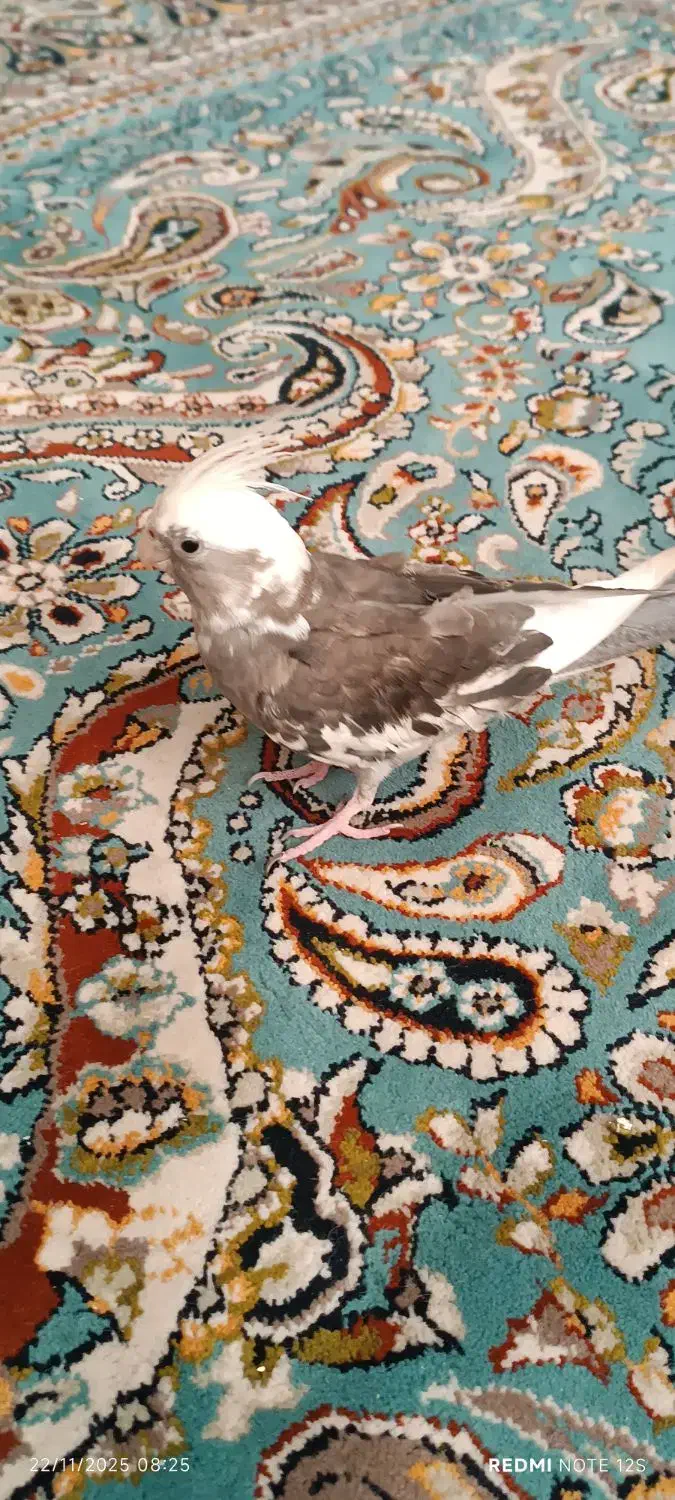 عروس هلندی|پرنده|سبزوار, شرق کال عیدگاه|دیوار