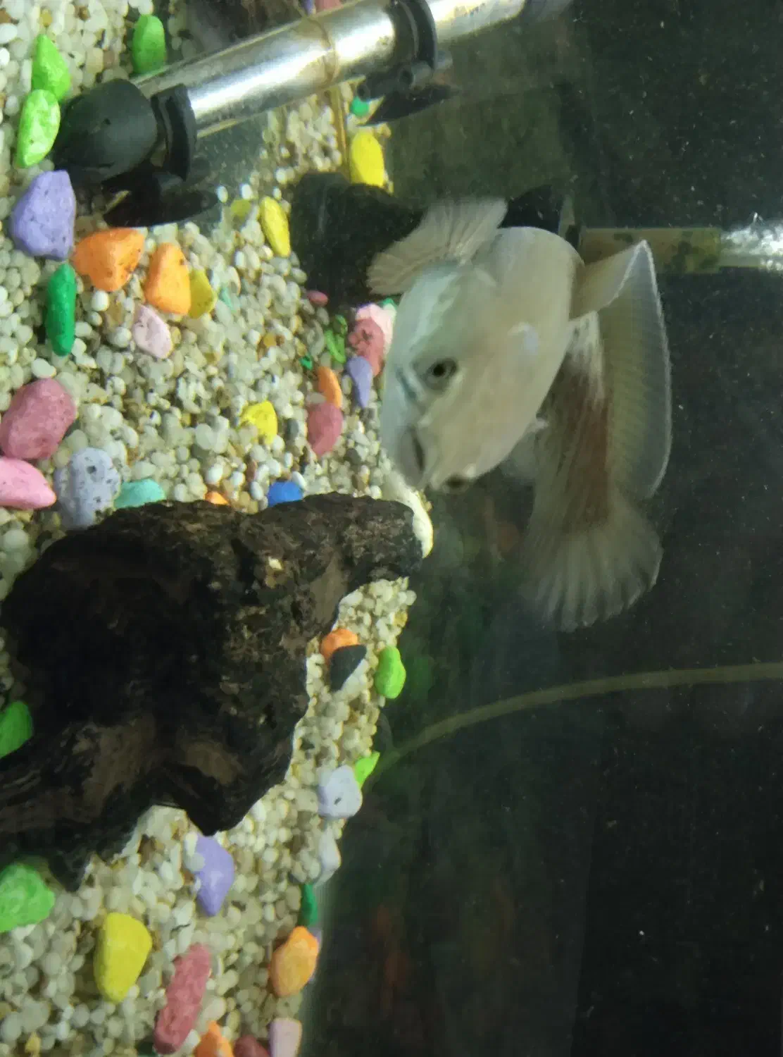 ماهی بلک گلکسی چانا|ماهی|اصفهان, سرچشمه|دیوار