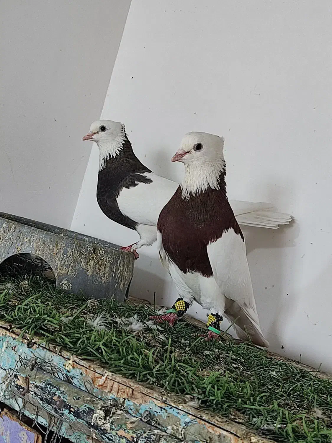 نروماده طوقی ضمانتی|پرنده|زابل, |دیوار