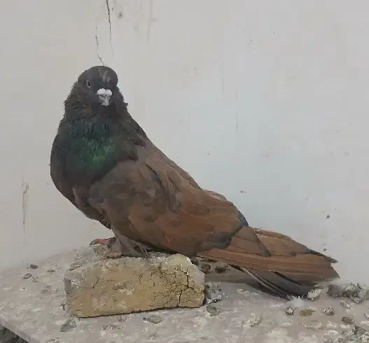 تعدادی سرور|پرنده|هریس, |دیوار