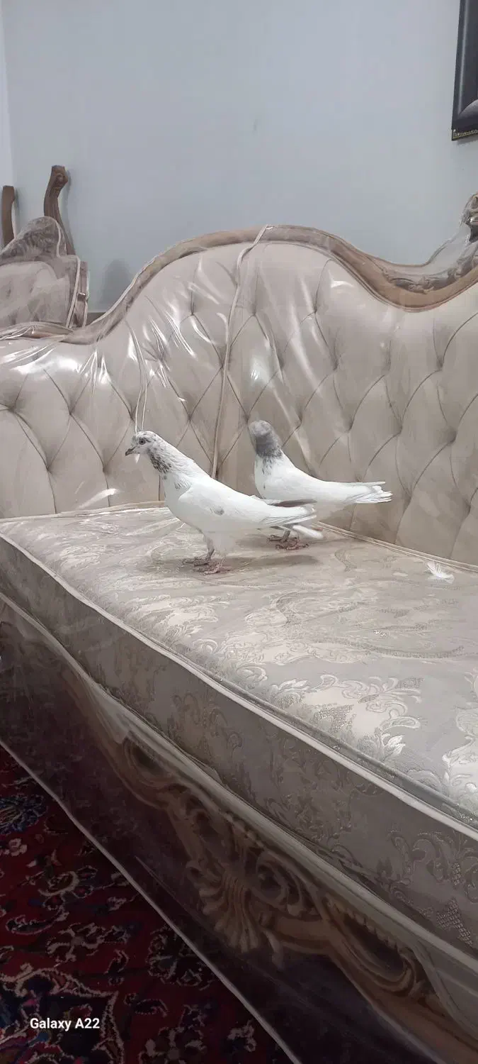 کبوتر پرشی تهرونی|پرنده|حبیب آباد, |دیوار