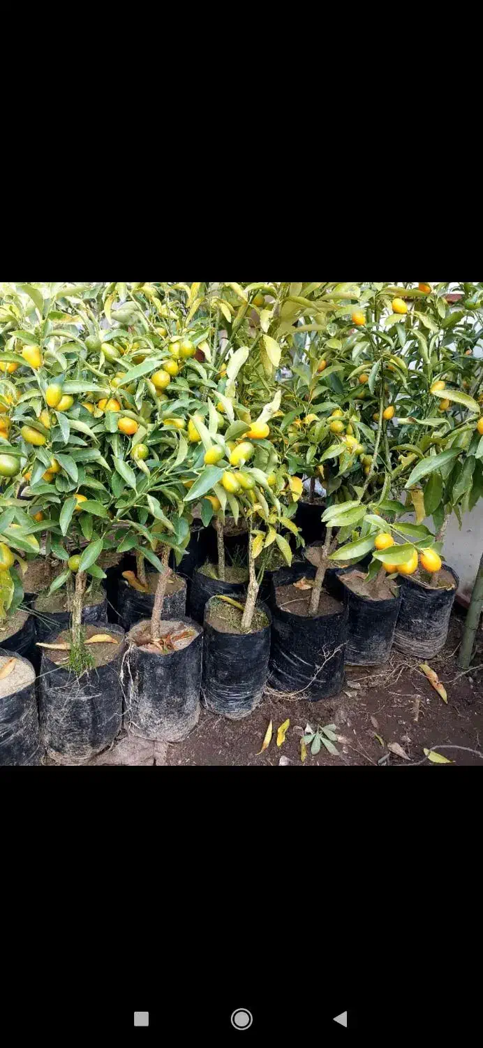 انواع نهال مرکبات و گواوا زرد و قرمز و....|گل و گیاه طبیعی|رودسر, |دیوار