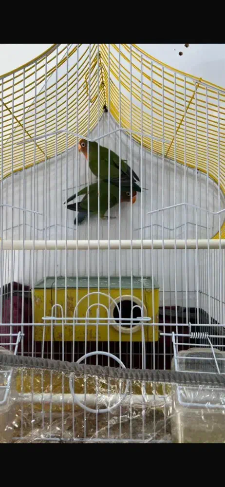 دو عدد طوطی برزیلی نر و ماده|پرنده|ارومیه, |دیوار