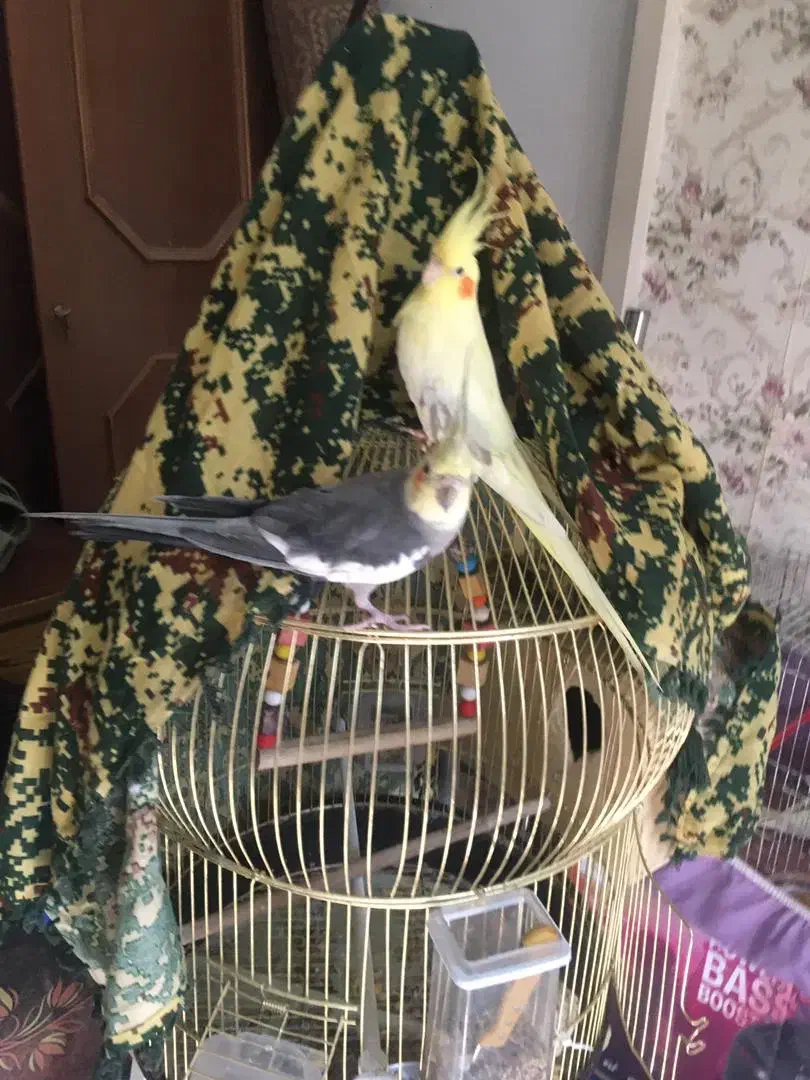 دوعدد عروس هلندی مولد وسخنگو|پرنده|شیراز, ریاستی|دیوار