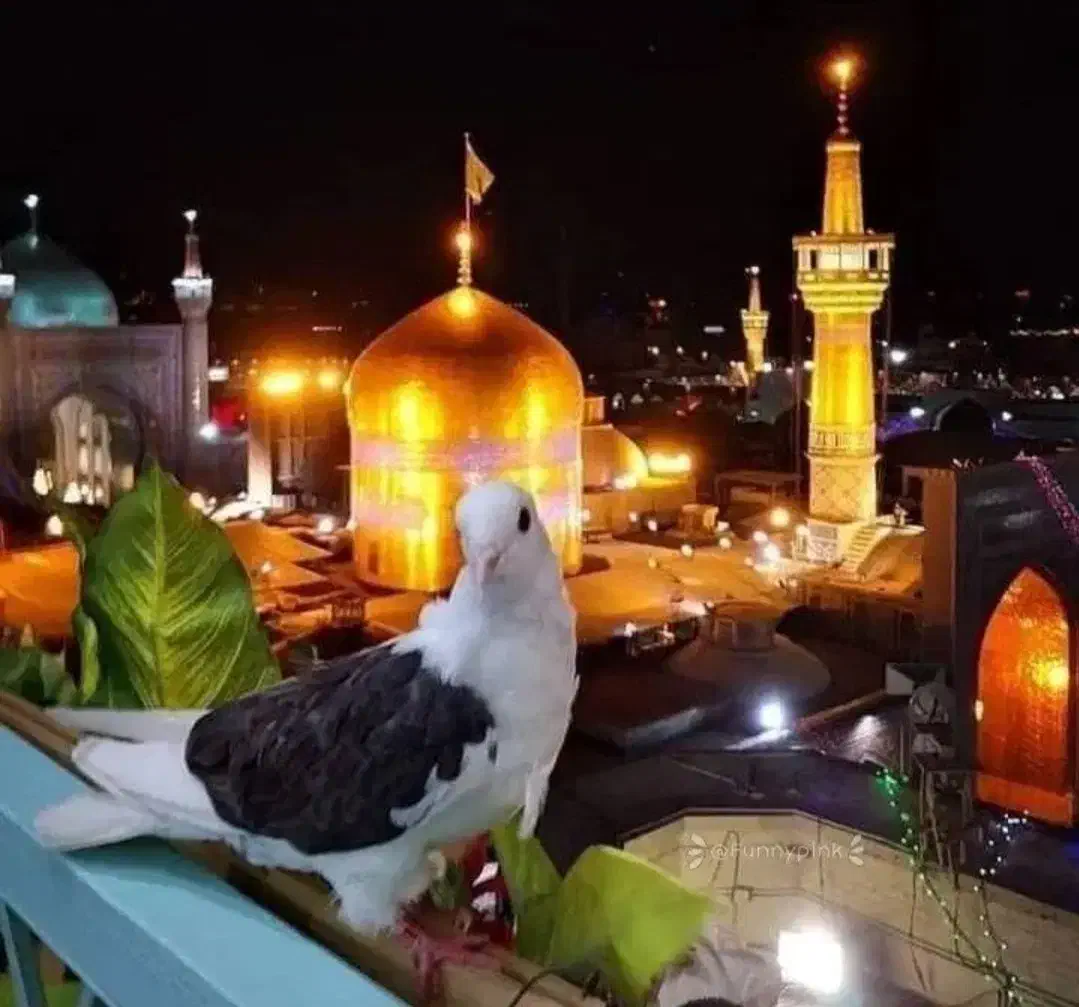 تور زیارتی شش روزه به مشهد باقطار و اقامت|تور و چارتر|اهواز, امانیه|دیوار