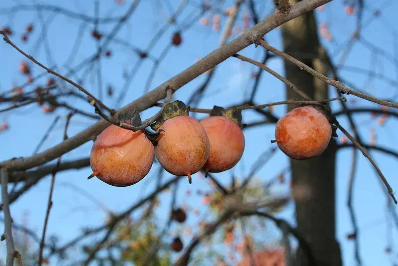 دوشاب مرغوب خرمالو|خوردنی و آشامیدنی|رشت, یخسازی|دیوار