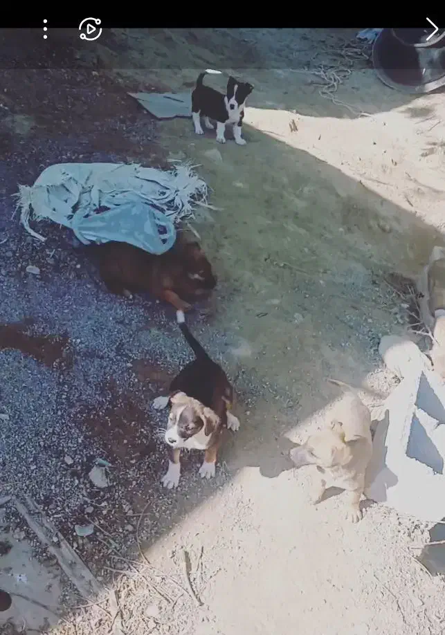 واگذاری سگ پاه کوتاه|سگ|مشهد, کارده|دیوار