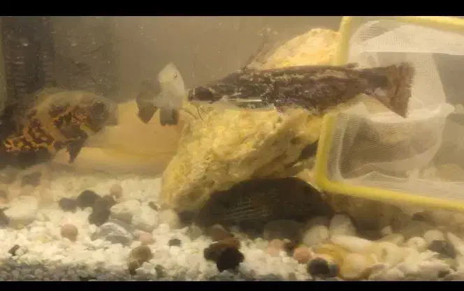 پنگوسی گوشتخوار کلمبیایی|ماهی|مشهد, گلبرگ شمالی|دیوار