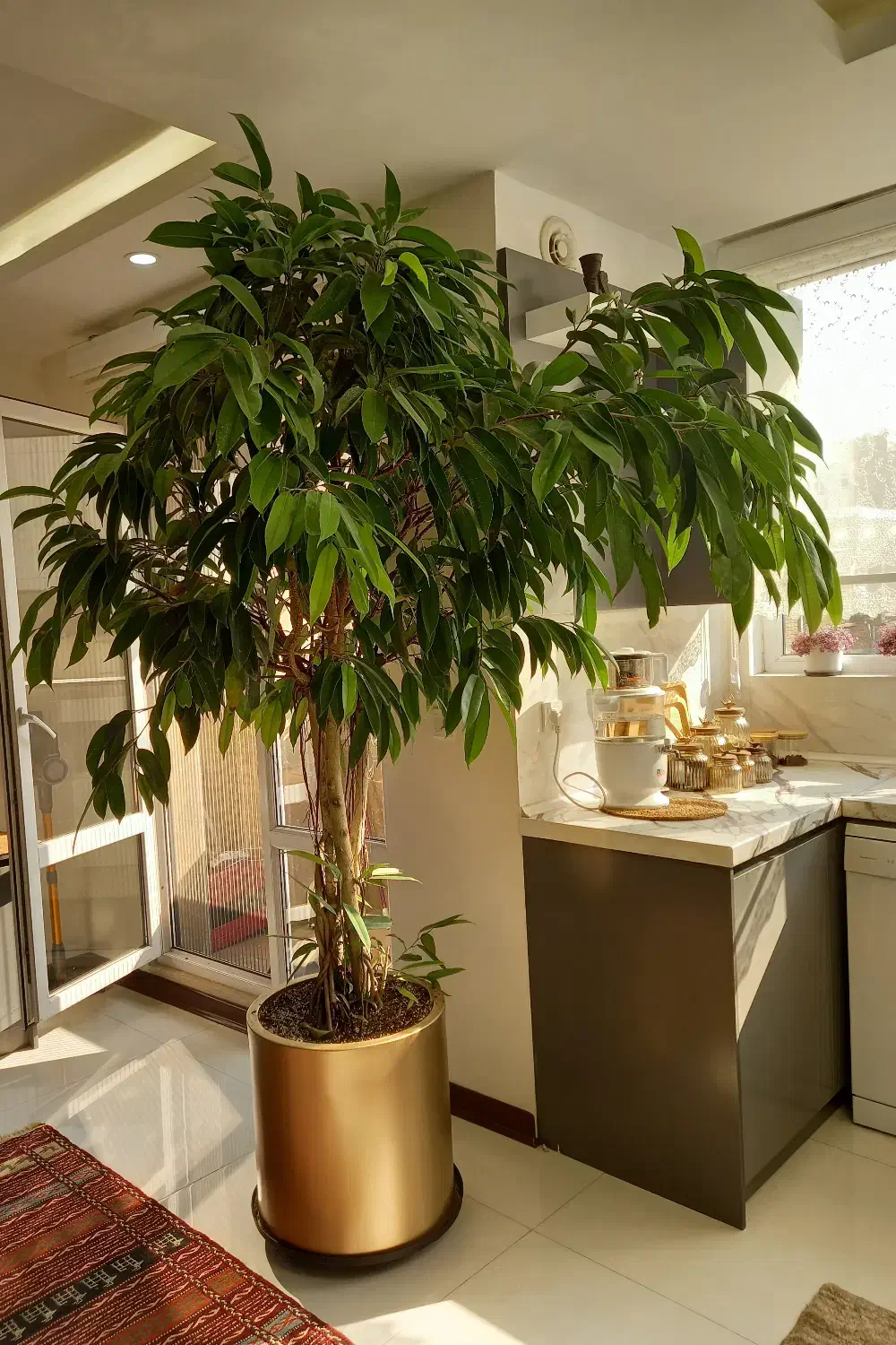 فروش درختچه آمستل سه تنه‌ای|گل و گیاه طبیعی|تهران, شارق|دیوار