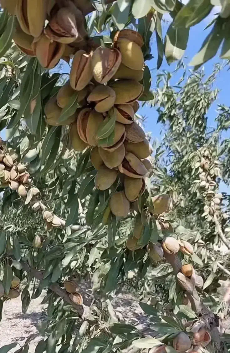 فروش نهال بادام دیرگل|خدمات باغبانی و درختکاری|دهدشت, |دیوار