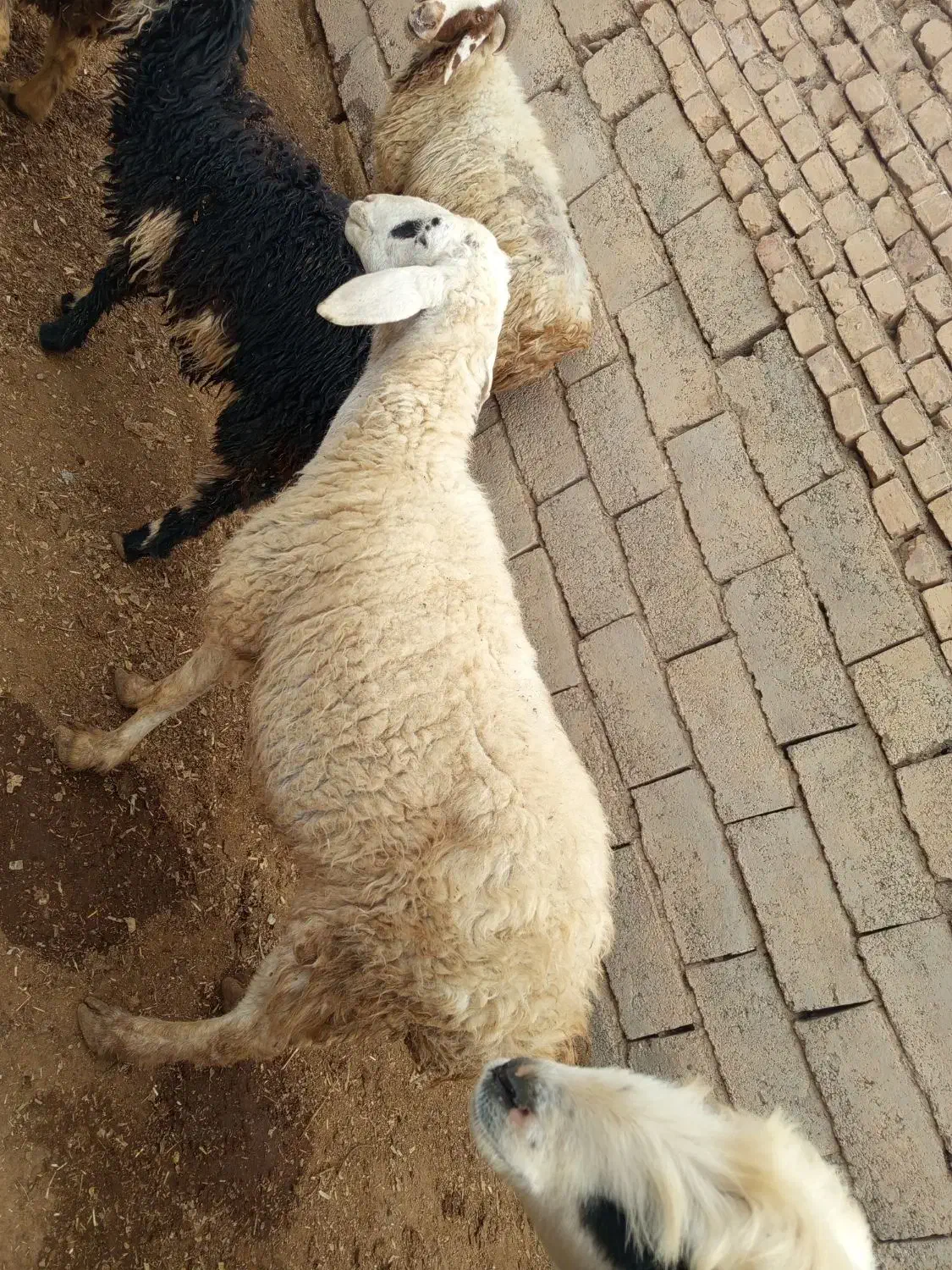 میش بره جوان|حیوانات مزرعه|ایثار, |دیوار