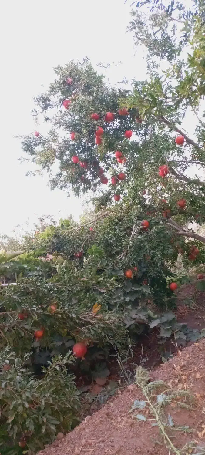 انار آبدار ودانه قرمز|خوردنی و آشامیدنی|سبزوار, باهنر|دیوار