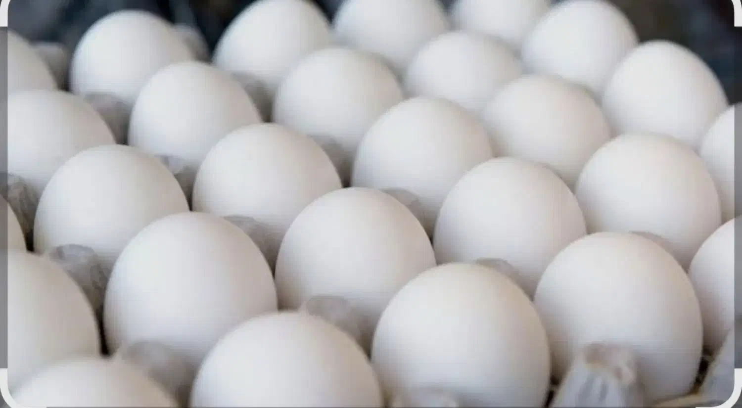 تخم غاز|خوردنی و آشامیدنی|تالش, هشتپر|دیوار