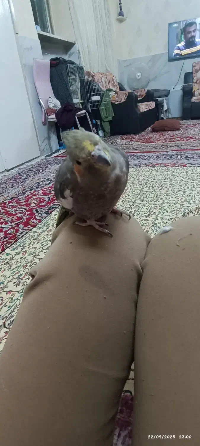 گمشده|حیوانات|بجنورد, |دیوار