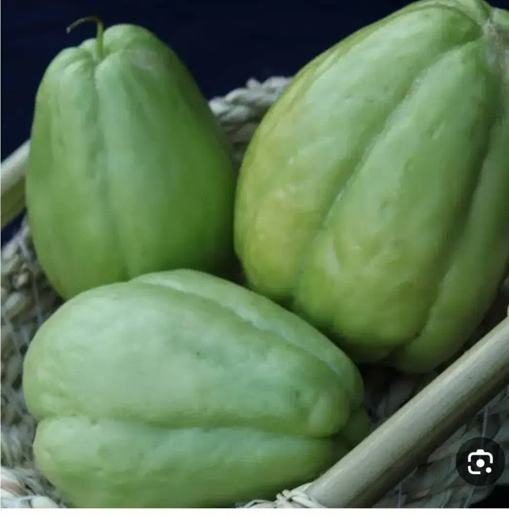 میوه چایوت|خوردنی و آشامیدنی|بابلسر, |دیوار