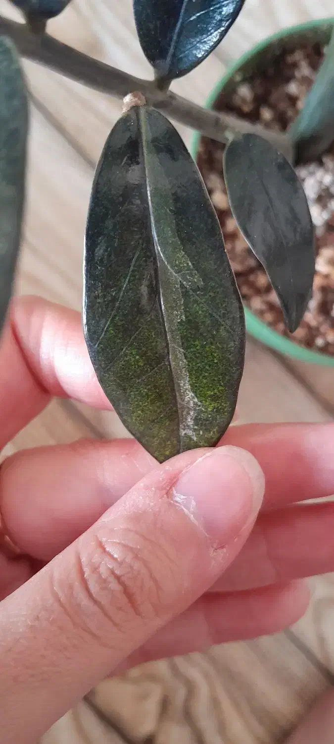 زاموفیلیا بلک ابلق خوشرنگ|گل و گیاه طبیعی|هشتگرد, فاز ۷ مهستان|دیوار