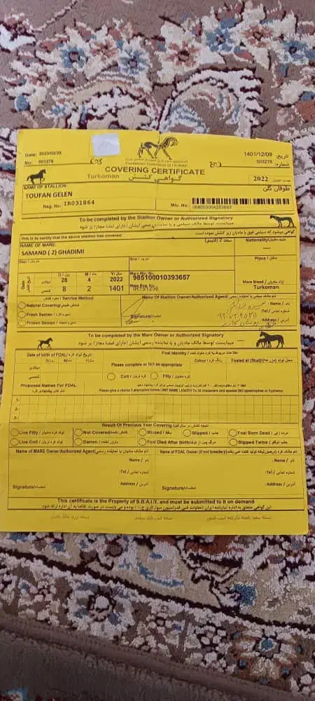 اسب|اسب و تجهیزات اسب‌سواری|بجنورد, |دیوار