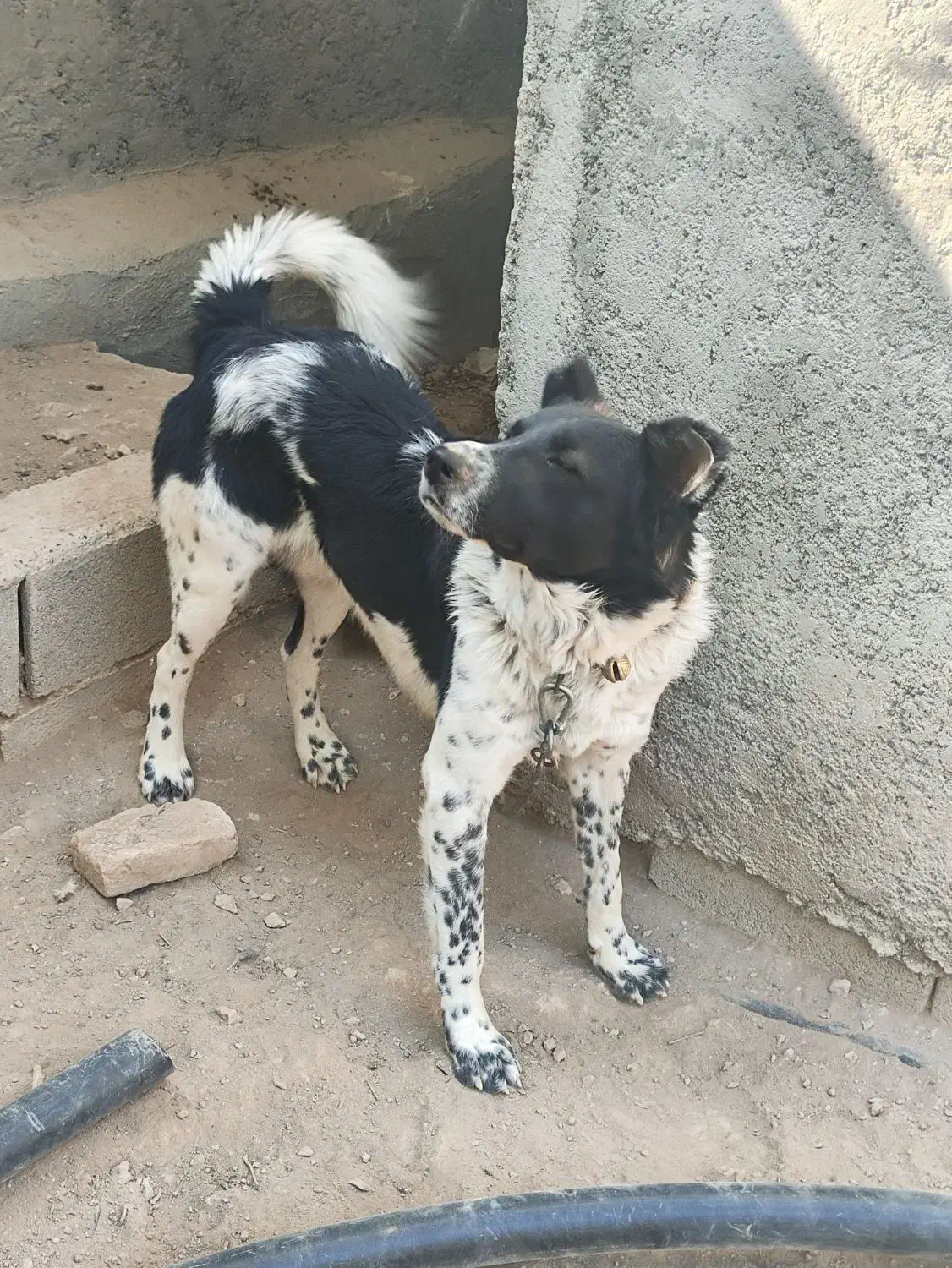 واگذاری سگ نگهبان|سگ|فلاورجان, |دیوار