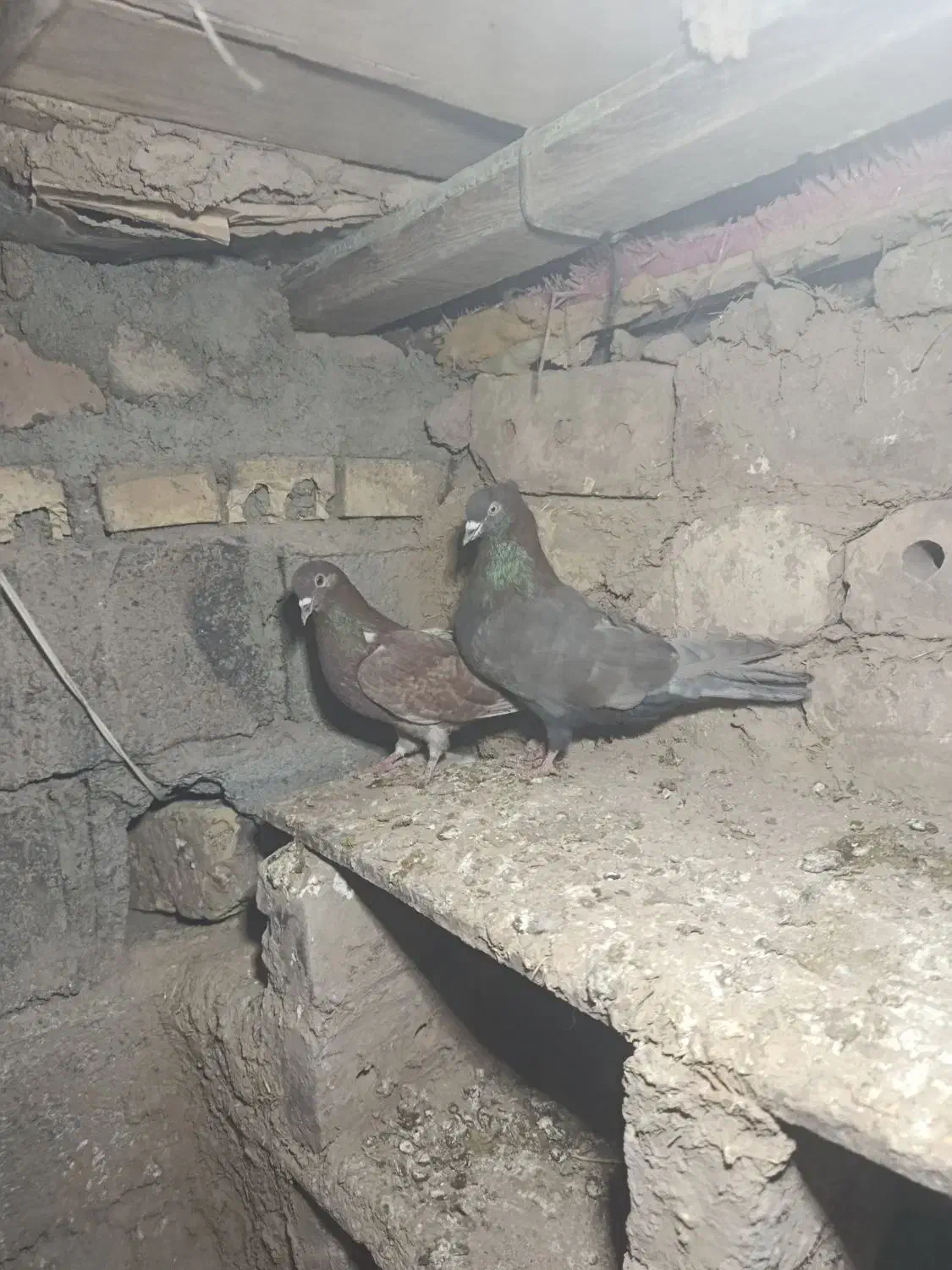 کبوتر|پرنده|سبزوار, باهنر|دیوار