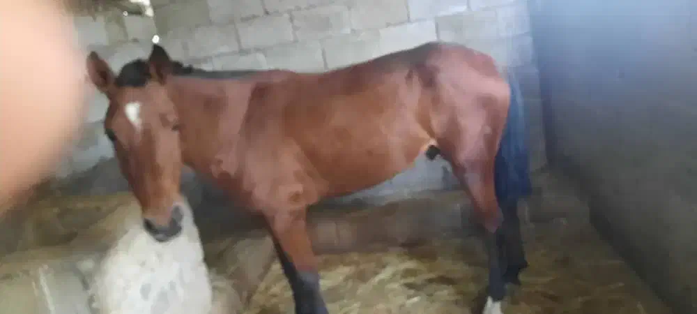 اسب ۴سال|اسب و تجهیزات اسب‌سواری|رضوانشهر, |دیوار