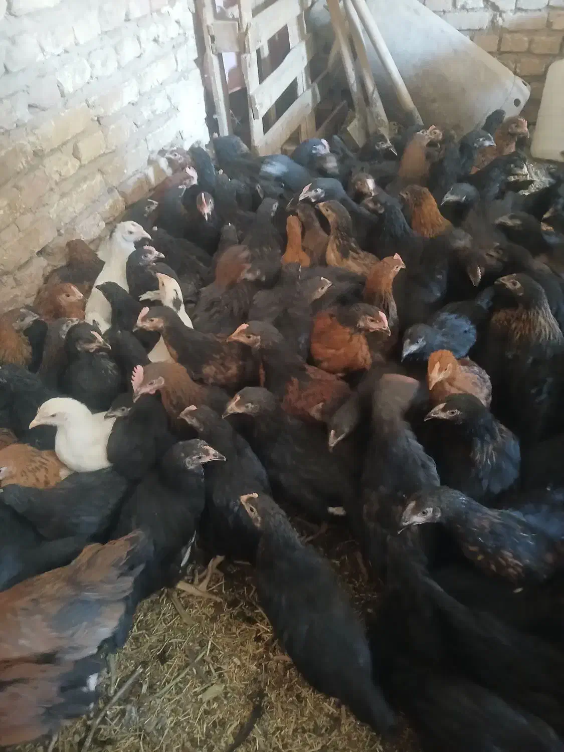 جوجه رسمی|حیوانات مزرعه|یزد, |دیوار