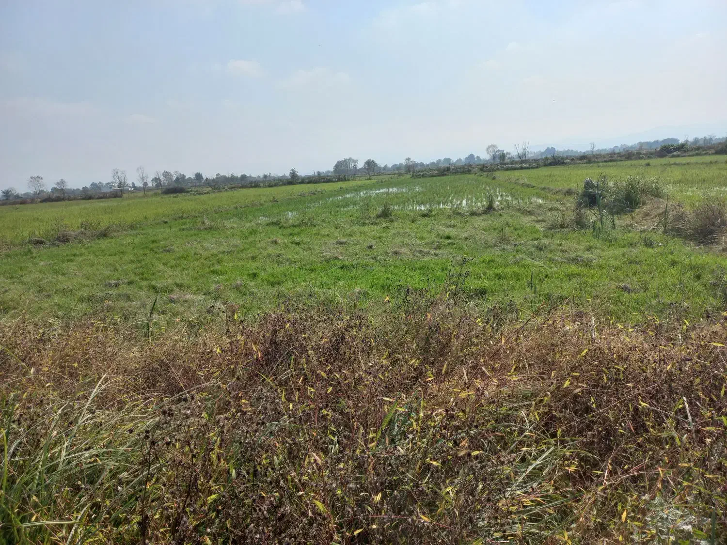 فروش زمین شالیزار|فروش زمین و ملک کلنگی|شفت, |دیوار