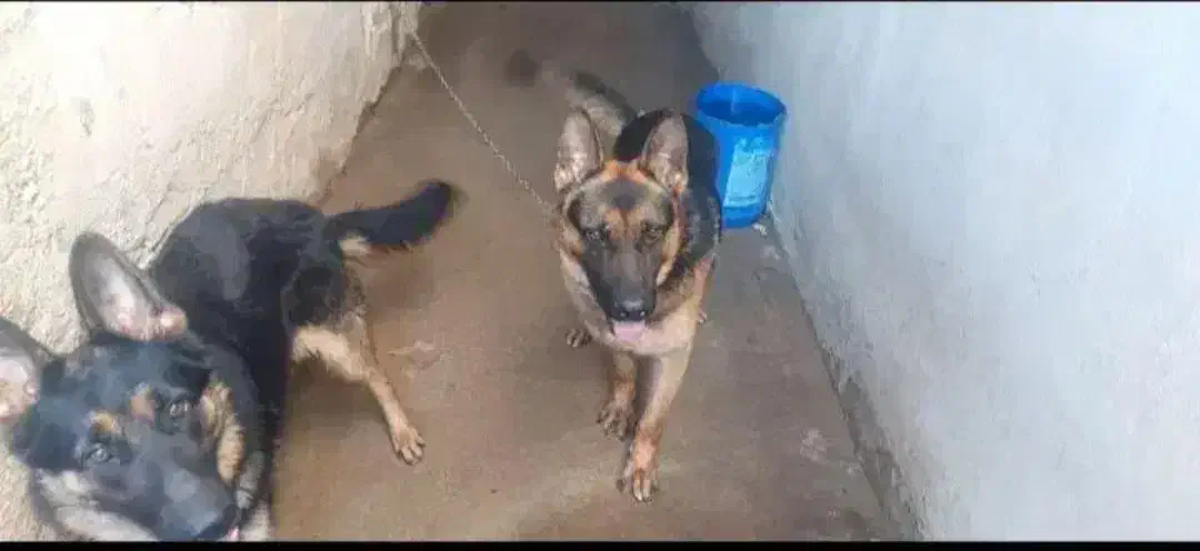 سگ ژرمن شپرد|سگ|مشهد, کارگران|دیوار