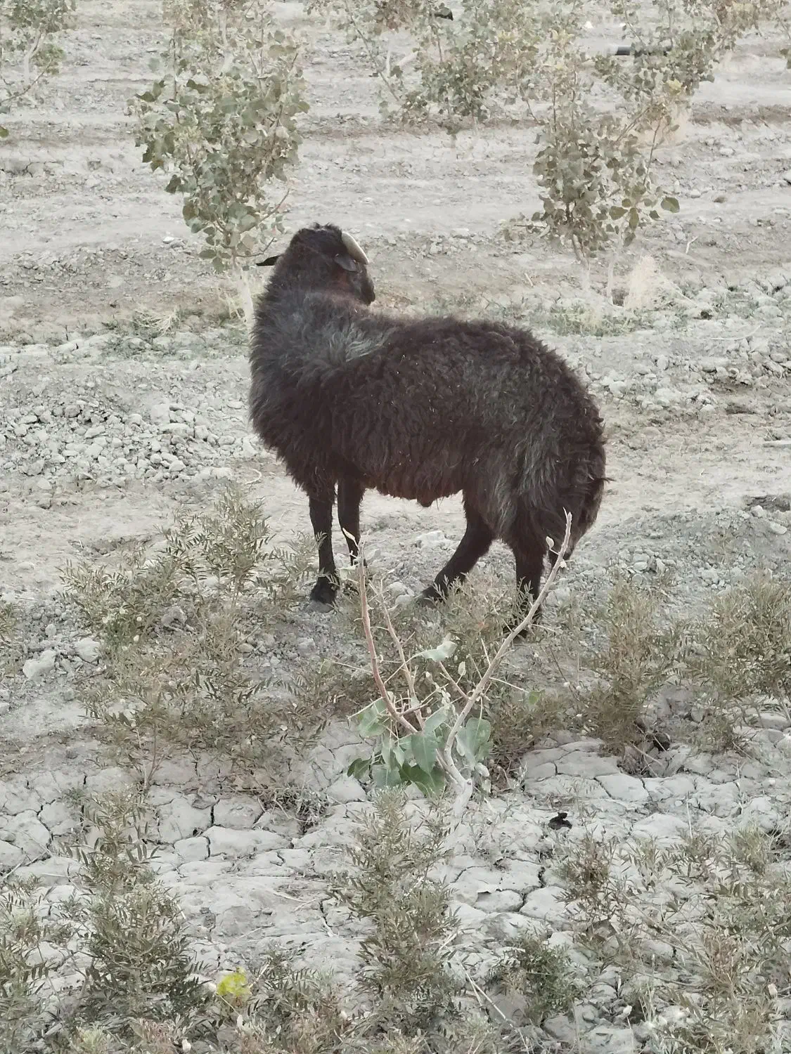 قوچ میش رون|حیوانات مزرعه|اژیه, |دیوار