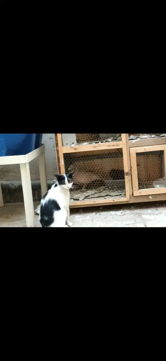 گربه گم شده در صفاییه بیگدلی|حیوانات|قم, صدوق|دیوار