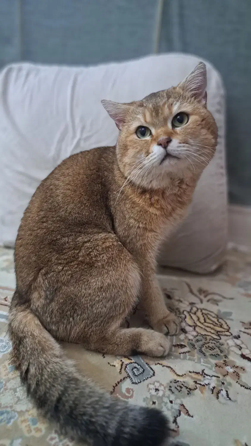 فروش فوری گربه خاص واصیل آموزش دیده|گربه|هشتگرد, تهران دشت|دیوار