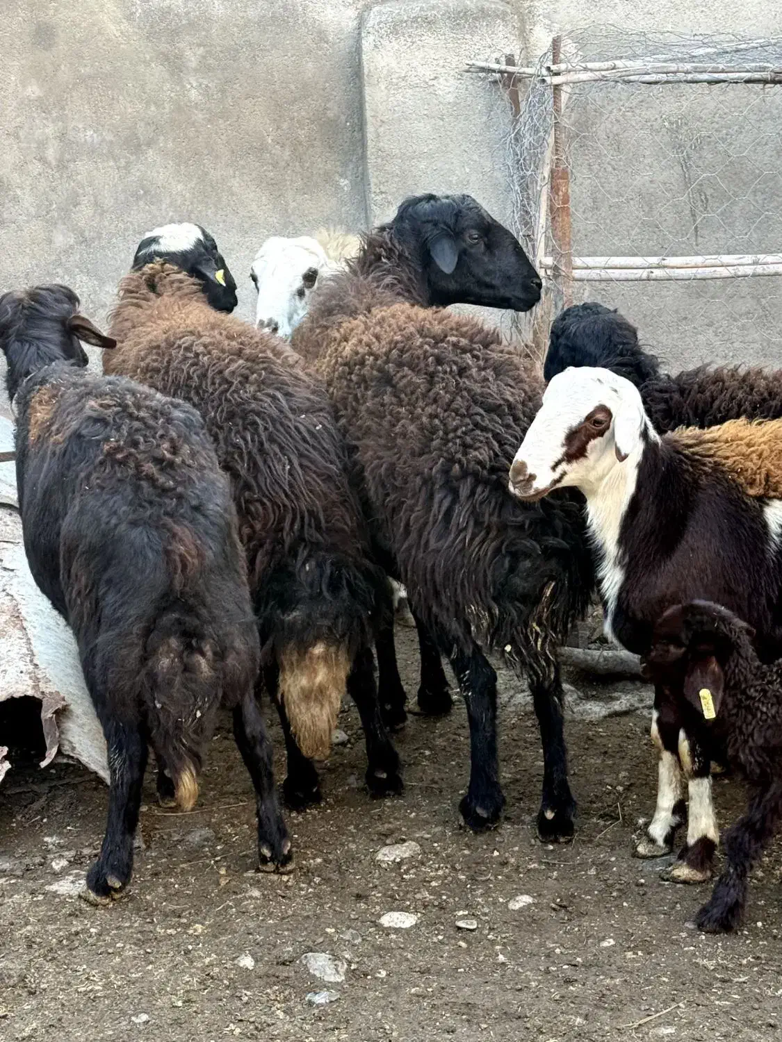 سه راس نر بره قوچ تخمی|حیوانات مزرعه|فاضل آباد, |دیوار