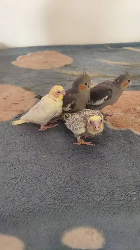 جوجه سی روزه|پرنده|تهران, شهرک دانشگاه|دیوار