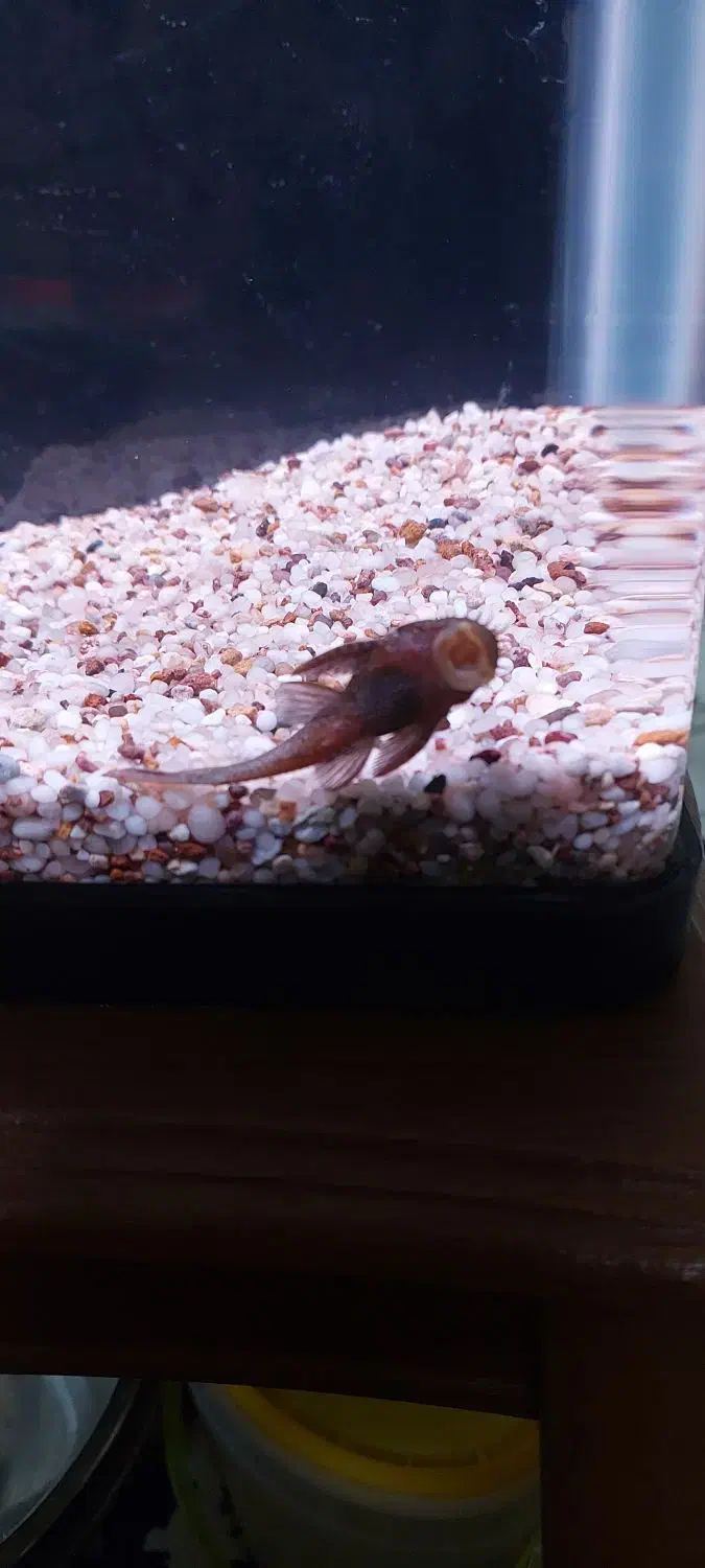 لجن خوار L59|ماهی|قم, بکایی|دیوار