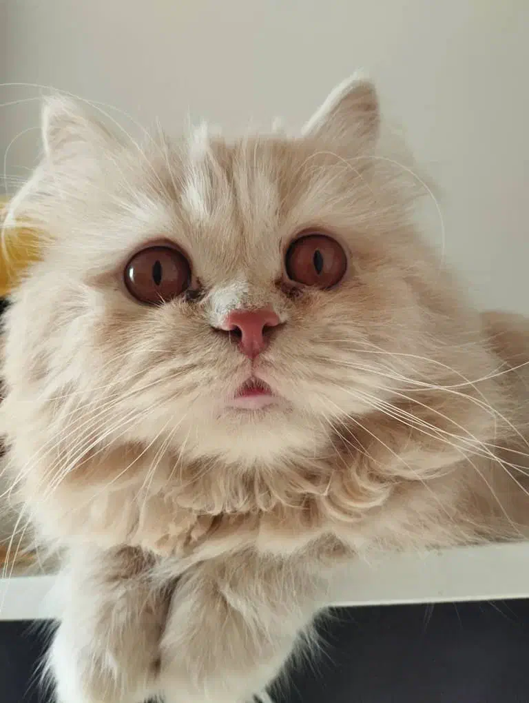 گربه اسکاتیش پرشین|گربه|فردیس, فردیس|دیوار