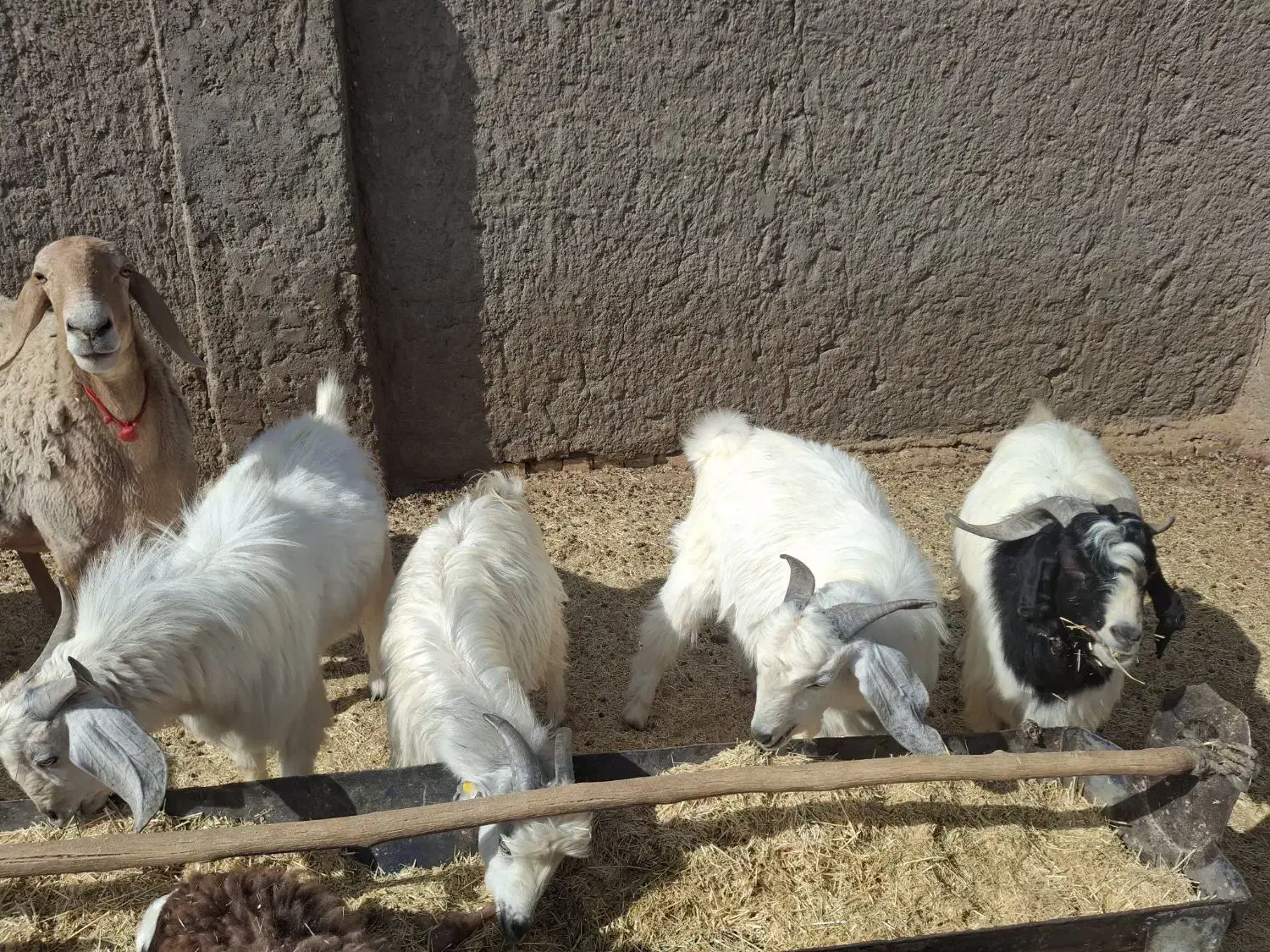 کره کیلو ۳۳۰هزارتومان|حیوانات مزرعه|بردسیر, |دیوار