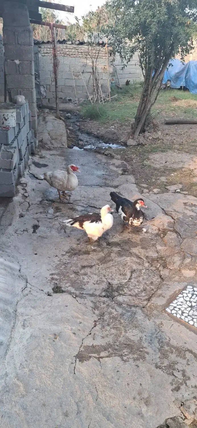 اردک اسراییلی|حیوانات مزرعه|فرح آباد, |دیوار