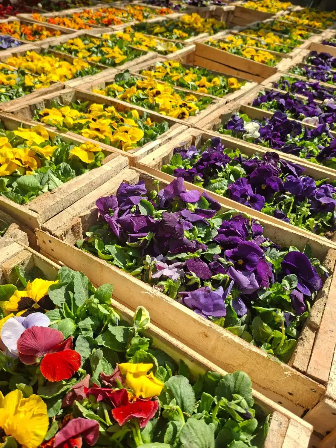 گل بنفشه|گل و گیاه طبیعی|ری, بازار گل خاوران|دیوار