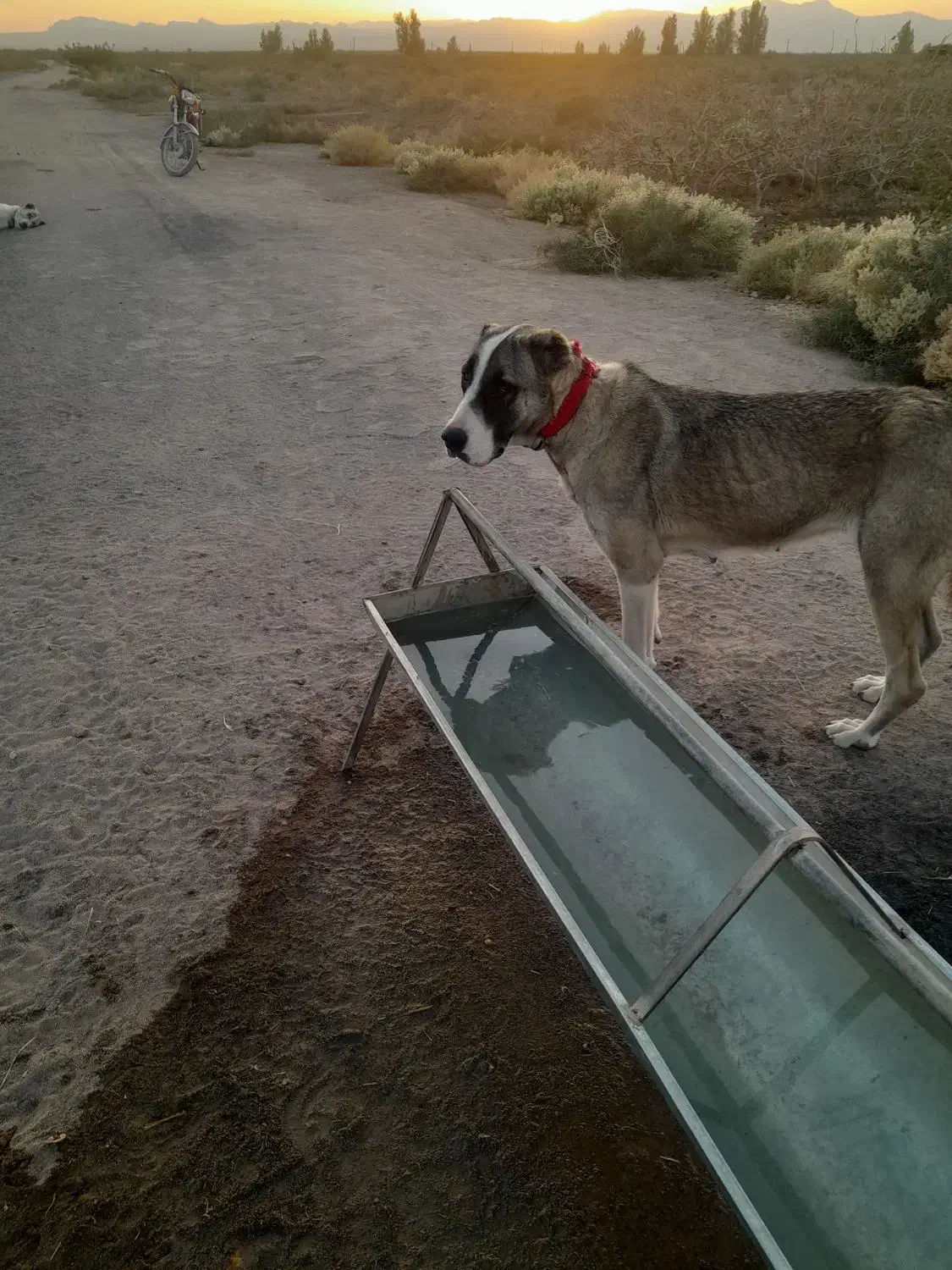 سگ گله|سگ|رفسنجان, |دیوار